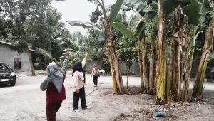 Identifikasi jenis tanaman: pisang, sebagai tanaman tahan iklim.