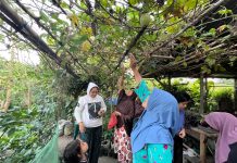 HAPSARI Terbitkan Publikasi Ringkas Pembelajaran Kampung NUSA Salah satu Rumah Bibit HAPSARI - Kampung Nusa