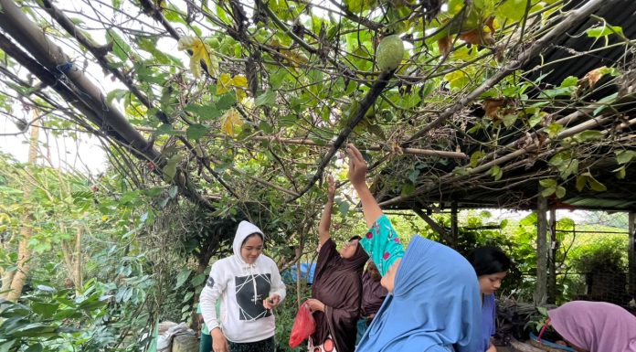HAPSARI Terbitkan Publikasi Ringkas Pembelajaran Kampung NUSA Salah satu Rumah Bibit HAPSARI - Kampung Nusa
