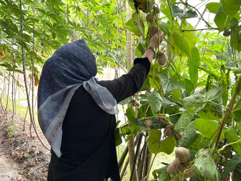 Ubi Kayu (singkong) dan Kentang Gantung (Dioscorea bulbifera) karbohidrat pengganti beras di Rumah Bibit HAPSARI.