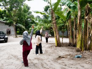 Identifikasi jenis tanaman: pisang, sebagai tanaman tahan iklim.